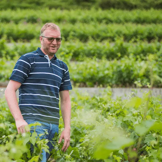 vinograd