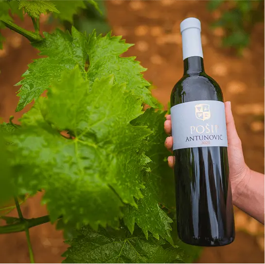 vino